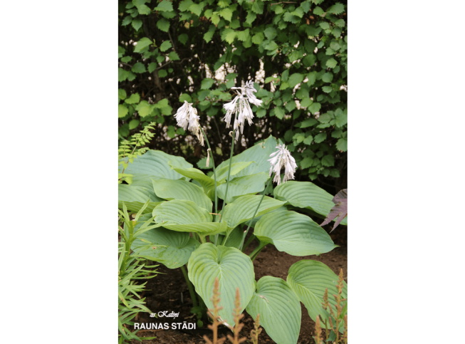 Hosta   'Empress Wu'